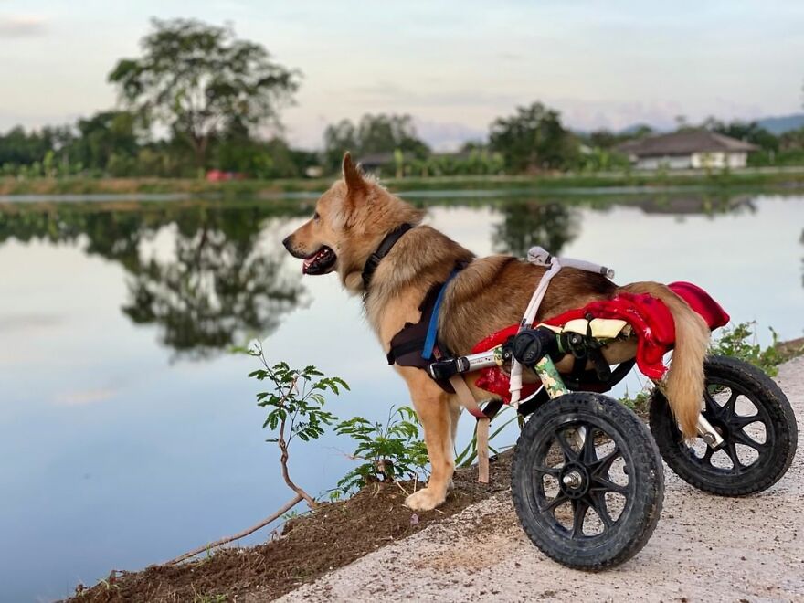 This Thai Animal Shelter Nurses Disabled Dogs Back To Life With The Help Of Vets And Wheelchairs This Thai Animal Shelter Nurses Disabled Dogs Back To Life With The Help Of Vets And Wheelchairs