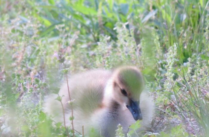 A Baby Goose In The Grass
