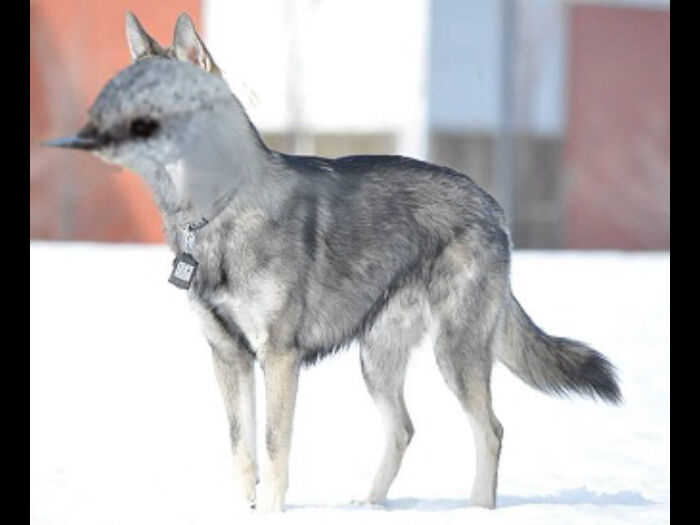 Bird X Husky, Busky? Husb?