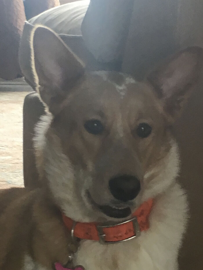 The Squirrels Are Attacking Us.., But I’m Still Tired