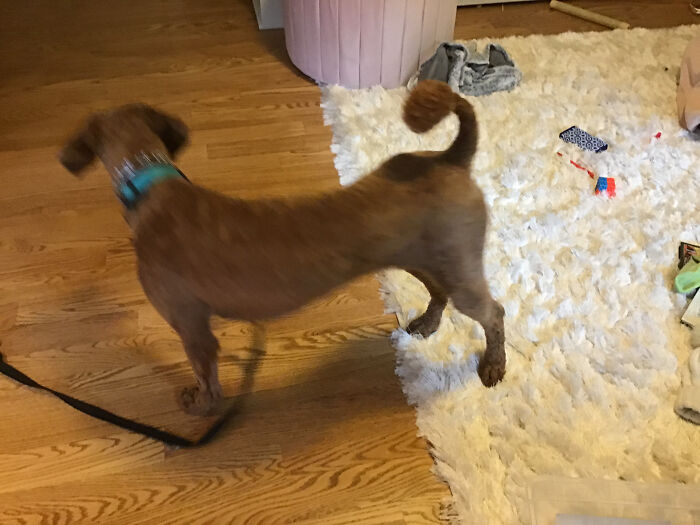 We Told The People Grooming Our Dog To Give A Pom Pom On The Tail. She Looks Like A Dr. Seuss Creature. Also Within A Week My Dad Shaved It Off. He Was Too Embarrassed. (You Know You Are Lame When None Of Your Pictures Are Outside And Are Either Your Dog Our Some Memes)