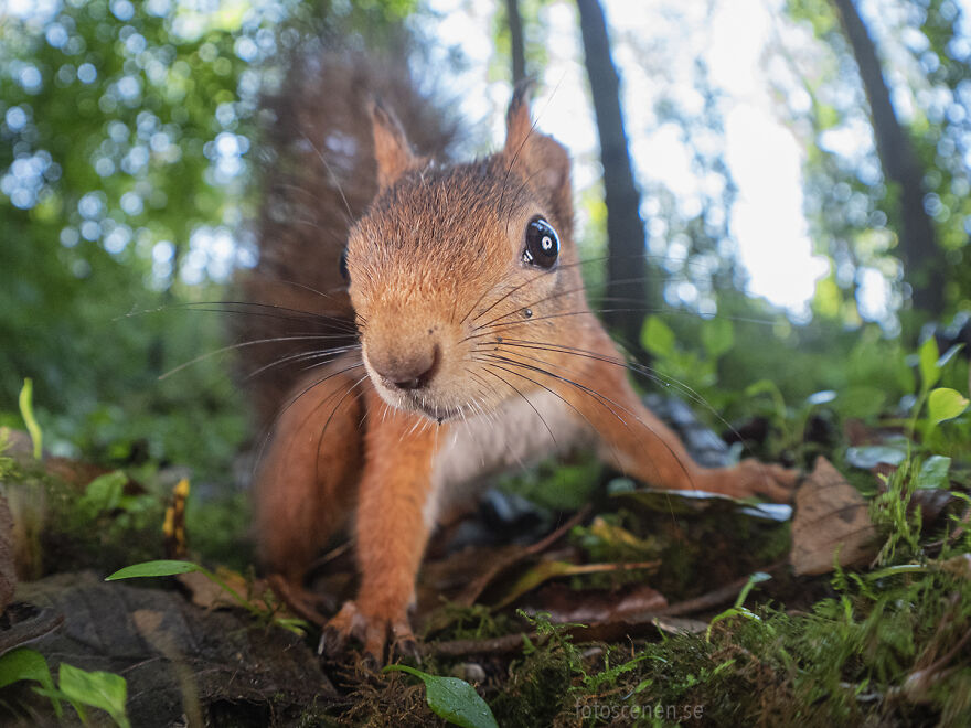 So About Those Nuts?