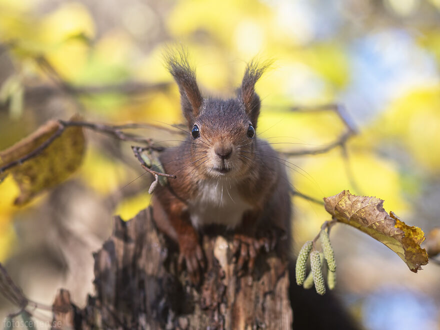 Falling Out Of His Seat