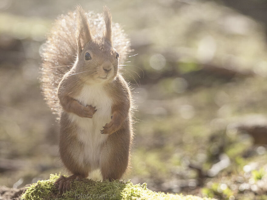 Good Morning Sunshine