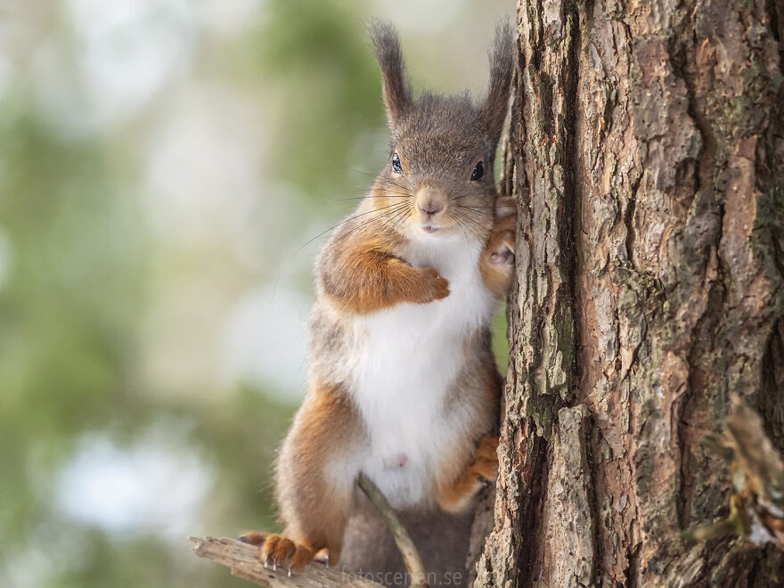 I Pledge Allegiance To The Nuts Of America
