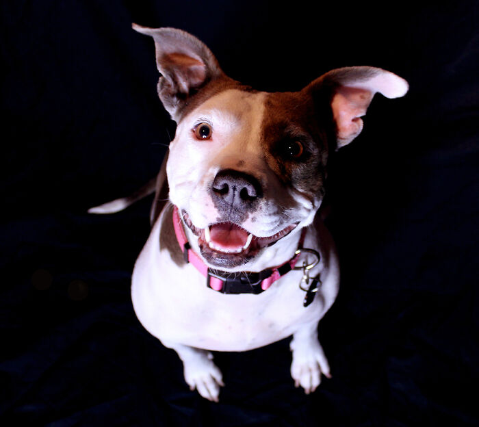 Lady Douglas Victoria Aka "Little Flower"