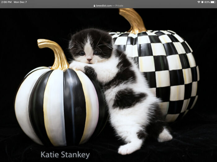 Tiny (Still Waiting To Get A Covid Shot So I Can Get Her For Now Shehe Is In New York)