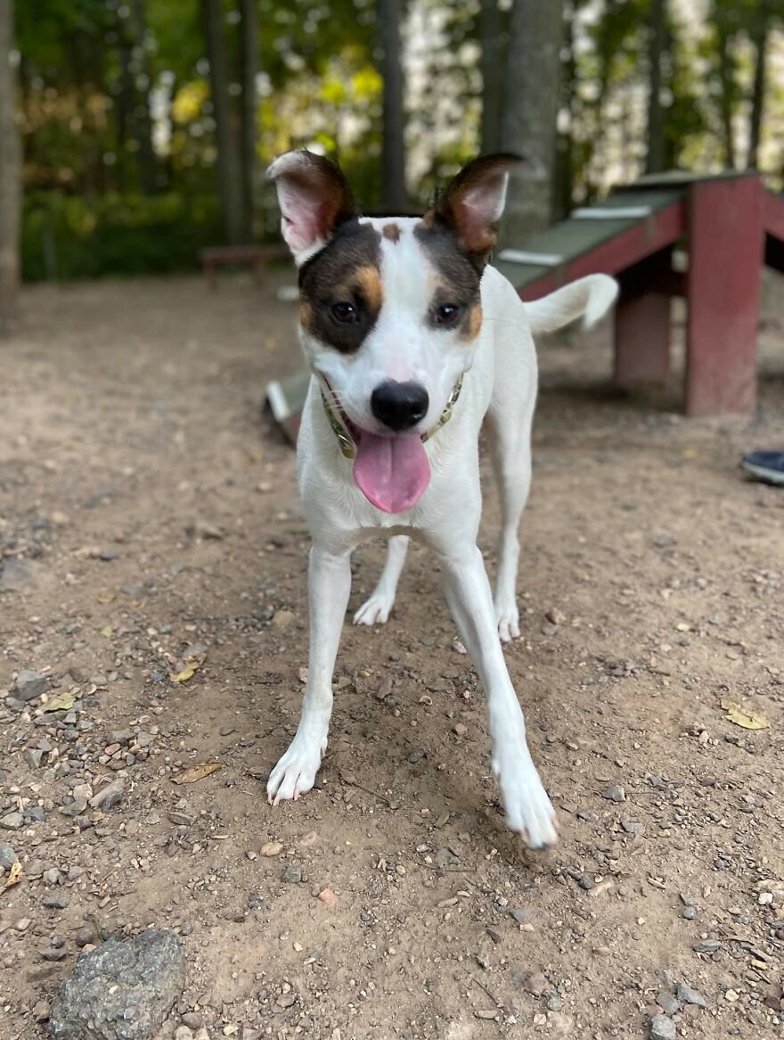 Dogs Reunite With Long Lost Littermate Through Popular Online Dog Dna Testing Provider (Dna Results Included) Dogs Reunite With Long Lost Littermate Through Popular Online Dog Dna Testing Provider (Dna Results Included)