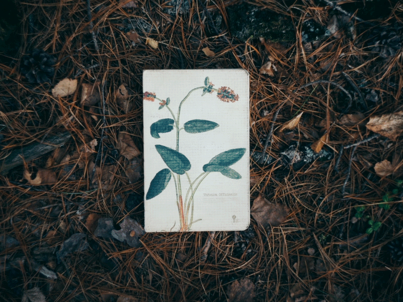 My Forest Animations