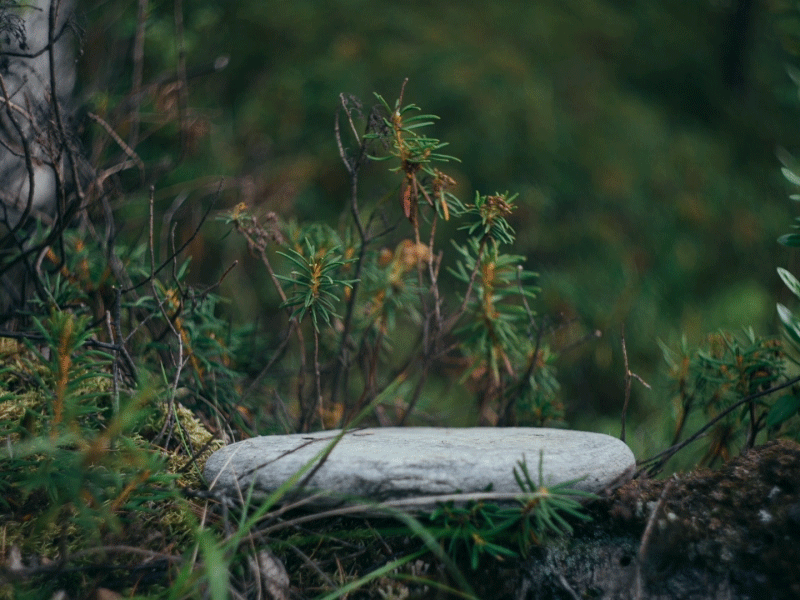 My Forest Animations