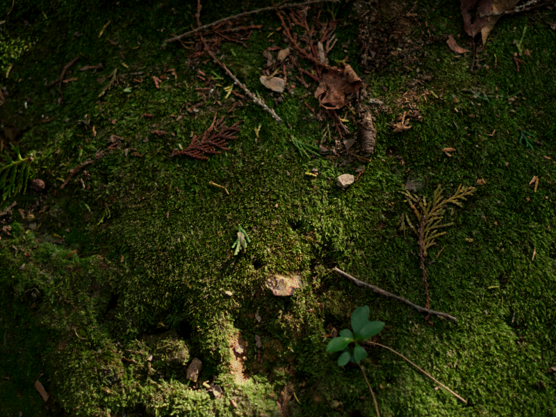 My Forest Animations