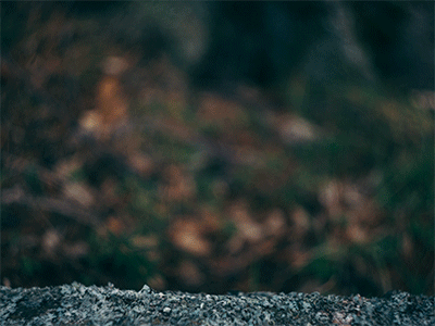 My Forest Animations My Forest Animations