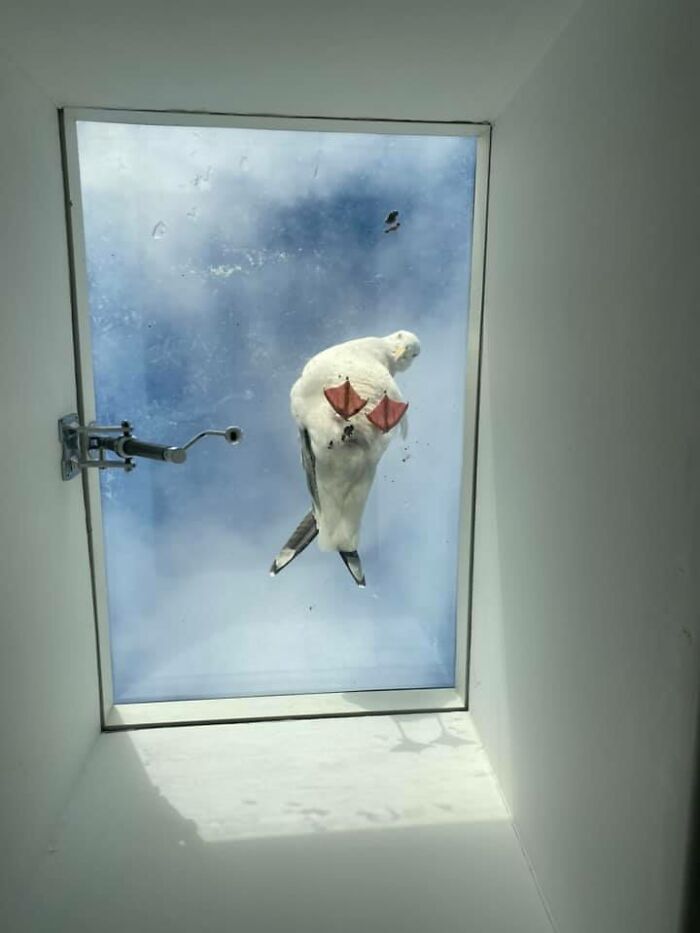 Seagulls Keep Resting On The Skylight, Which Drives My Cat Insane
