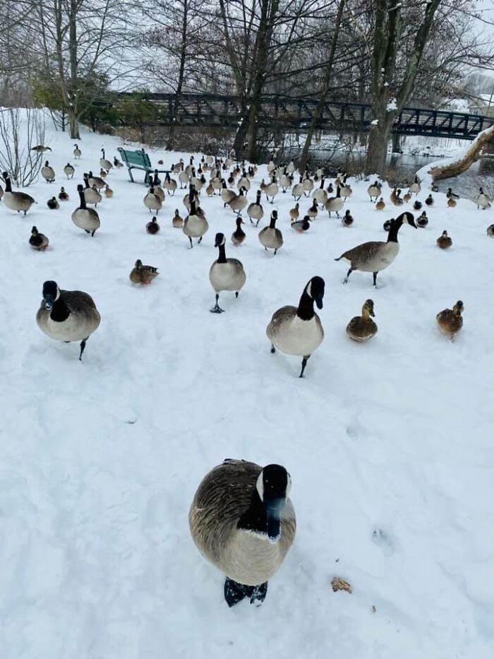 Guys! I Told You! I’m Not Your Leader!