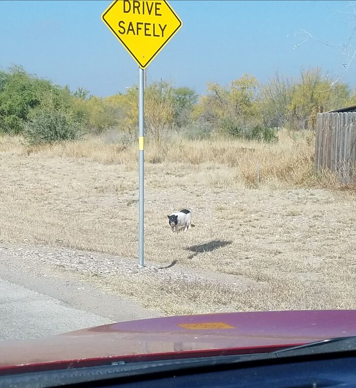 If You Look At This Picture Just Right, It Looks Like The Little Pig Is Hovering. Hover Pig Is Judging You For Not Driving Safely Enough!