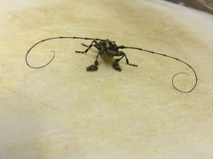 Long-Horn Beetle Wearing Furry Slippers. His Feet Must Have Been Cold. Limpopo, South Africa