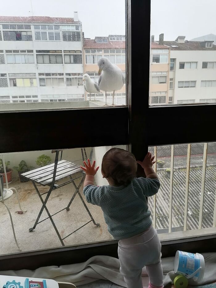 I'd Like To Introduce You To Bob And Rico, My Daughter's New Lock Down Buddies! Every Day For The Last 2 Weeks They Come For A Visit. I'm No Longer Sure Who Is Watching Who