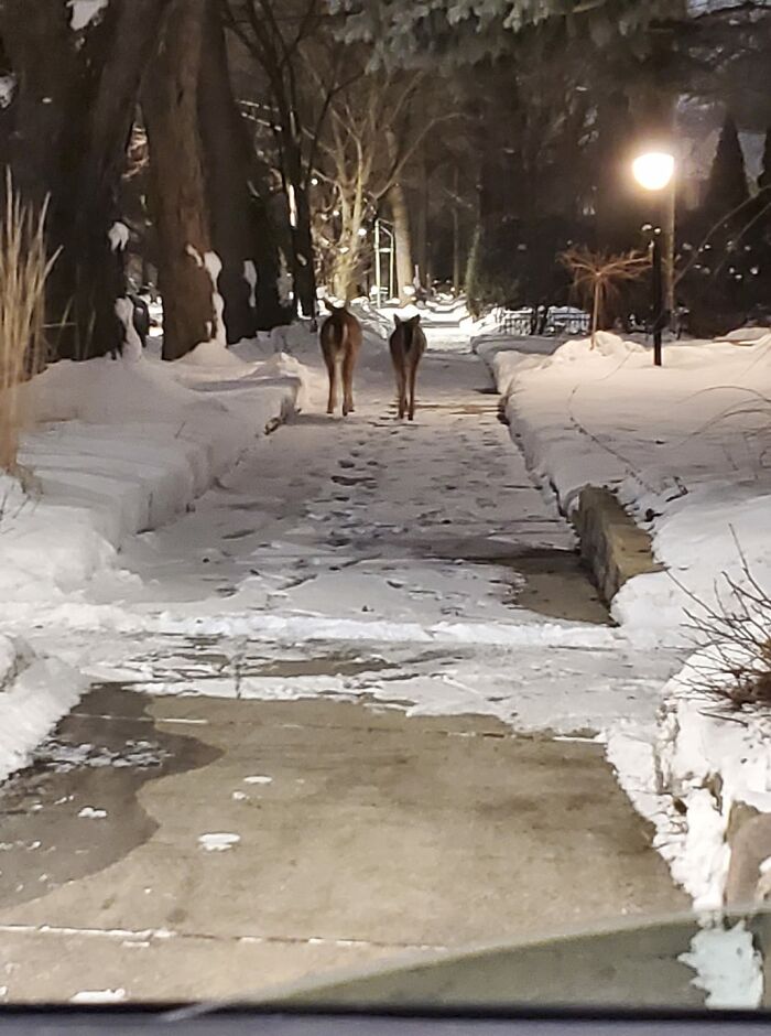 Deer?! These Lovely Ladies Were Strolling Down The Street In The Middle Of Chicago, Illinois! Gotta Love Urban Wildlife. So Here's My 1am Glamor Shot