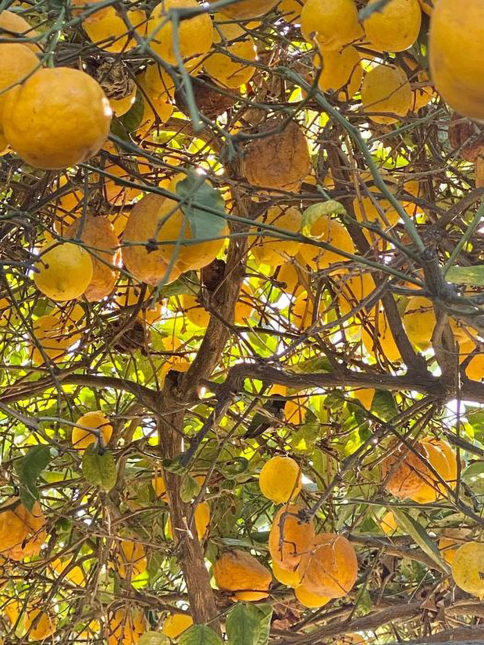 I Call This Little [Prick] Malfoy