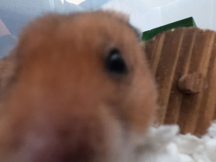 Camera Hog (Hamster)