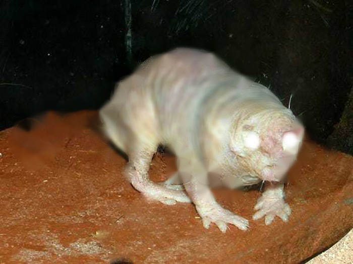 I Was Trying To Make Him Look Cleaner But I May Have Just Made Things Worse