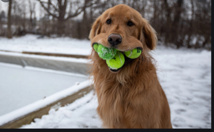 Hey Pandas What Is Something You Really Want?