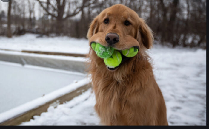 I Want My Doggo Have Puppies