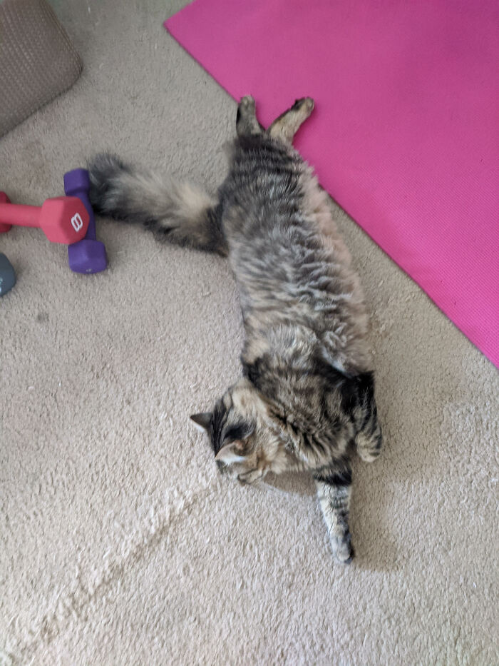 My Beautiful Floof, Mr. Nuggets