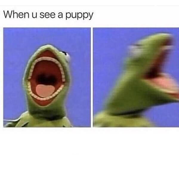 Hey Pandas, Post Your Favorite And Most Relatable Kermit Meme!