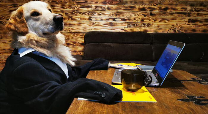 Verdi Barking From Home