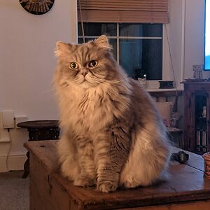 gilliantarpey avatar