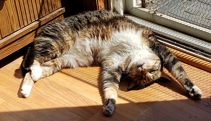 "I Give Up, I Quit. The "Cat Life" Is Too Hard!"