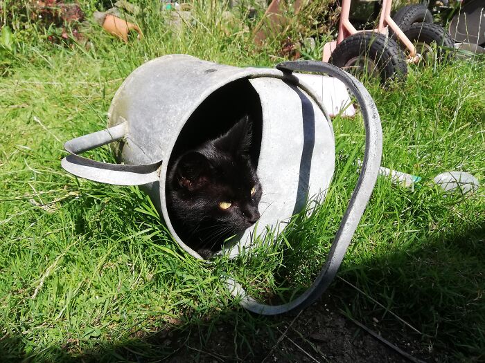 Loki Gets Into Everything!