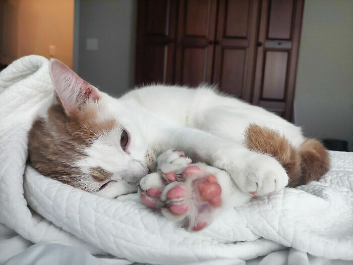 Nothing Like Feet Smell