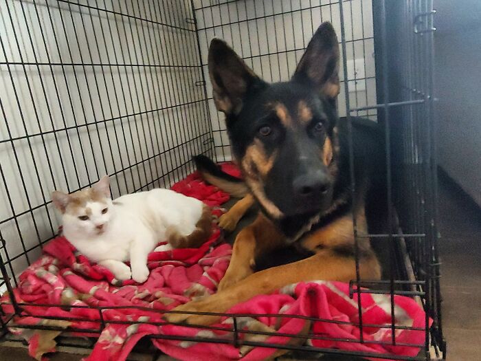 You Need 4 Legs To Get Into This Clubhouse...