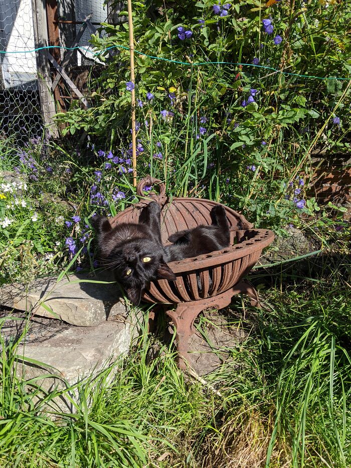 Loki, Our Wriggly, Not-So-Little-Anymore Rescue Cat