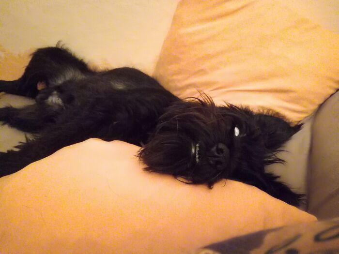 He Sleeps Regularly With His Eyes Open And Shows Only White. At Least I Hope He Sleeps And Is Not Possesed…