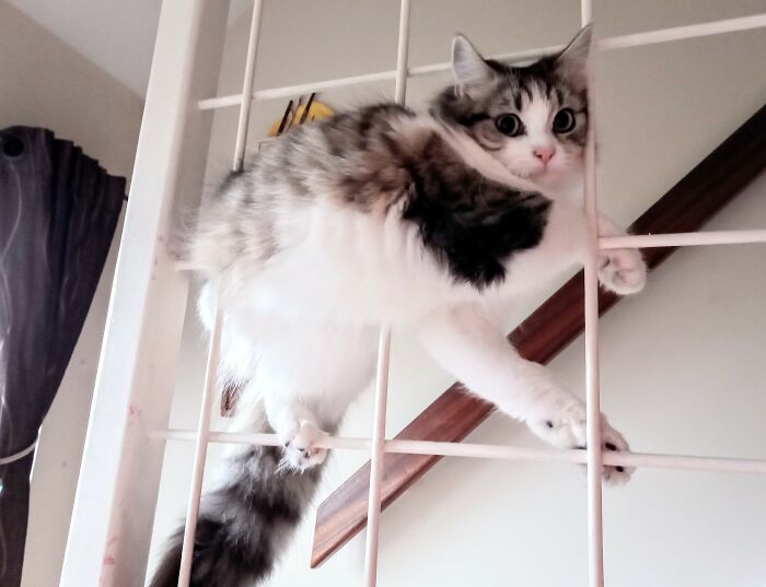 Bentley Has Broken Down