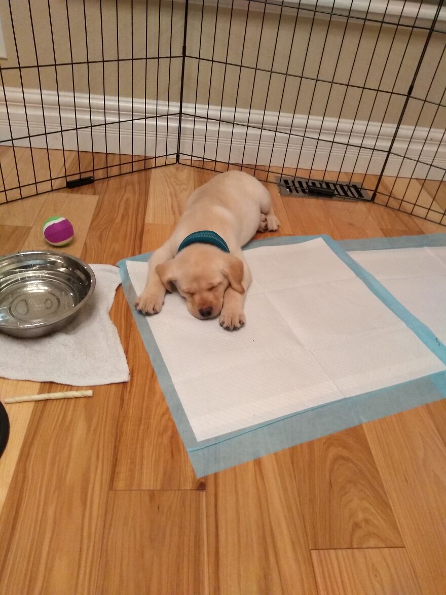 Here's My New Puppy!