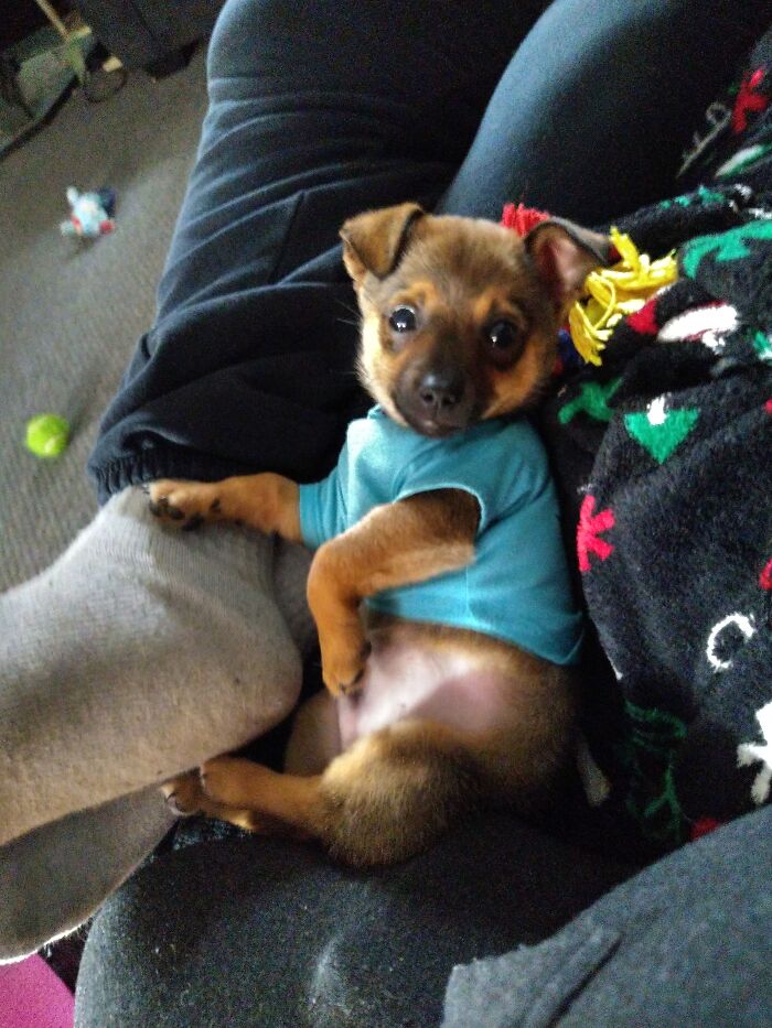 Our Family Puppy Boomer