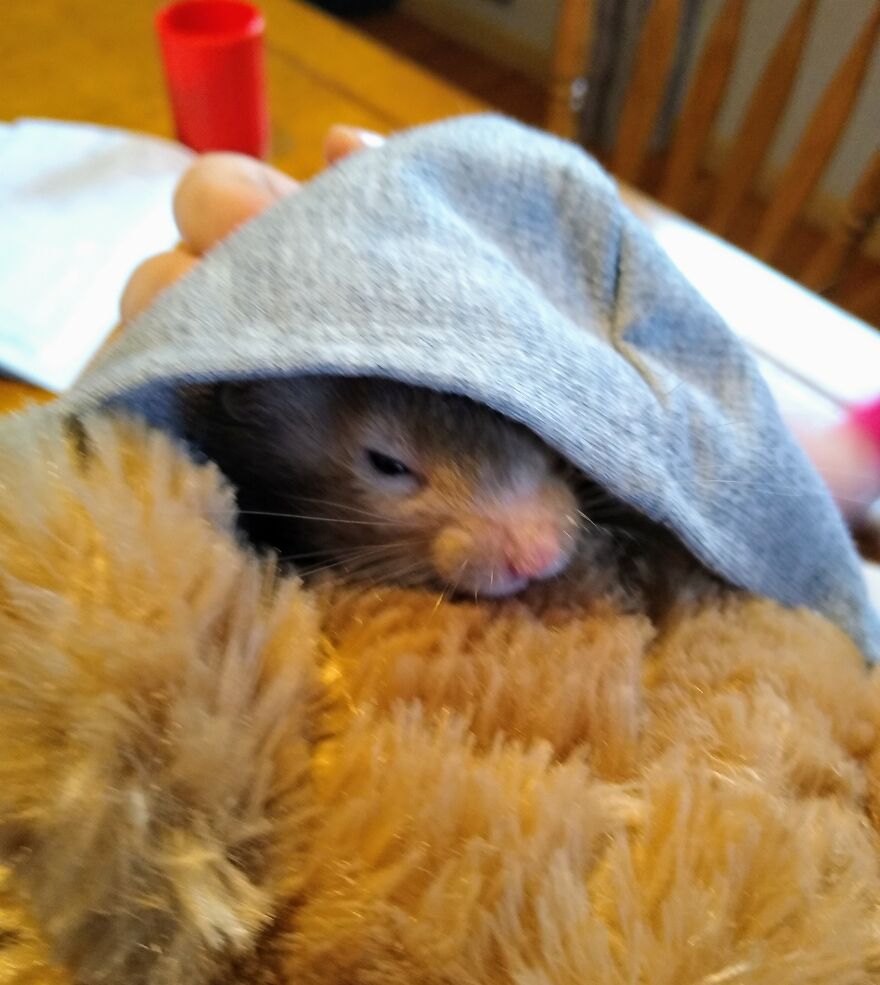 Hey Pandas! What Bread Should I Bake? Hey Pandas! What Bread Should I Bake?