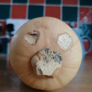 islaapplewhite avatar