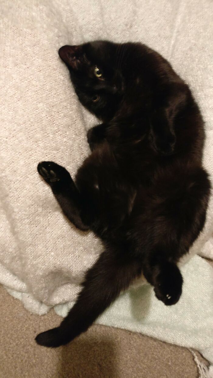 Gobbolino Got Into The Catnip And Was Very Stoned.