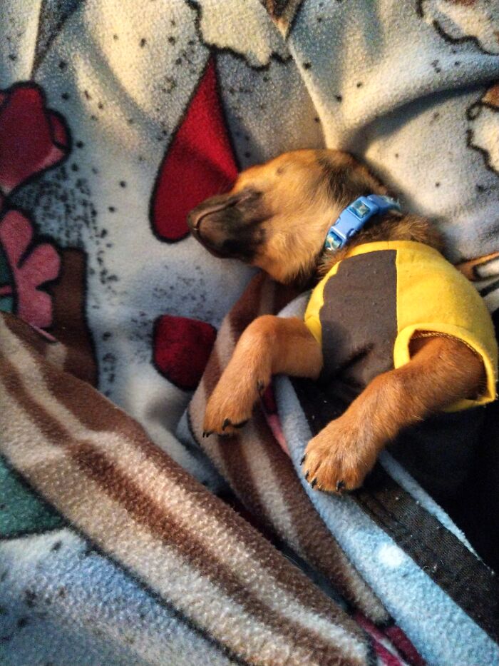 This Is Our Family Dog Boomer