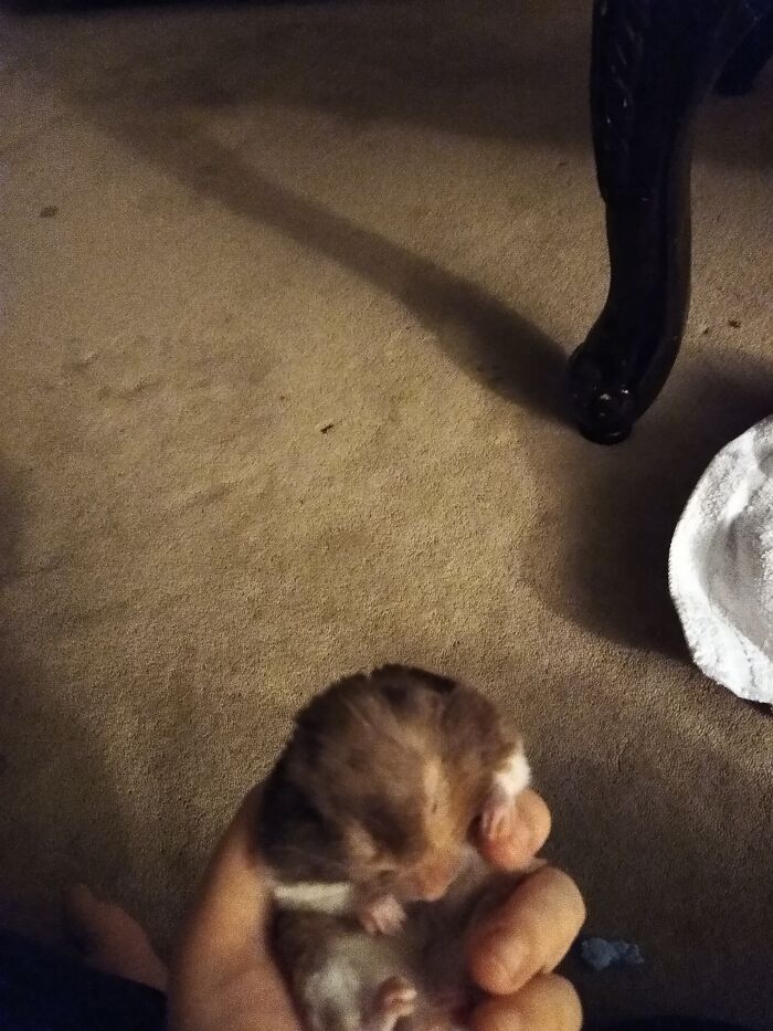 Houdini Sleeps In A Little Ball Most Of The The Time