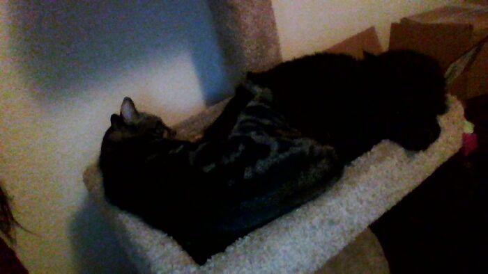 The Tabby Is Smoke, And The Black One Is Shadow