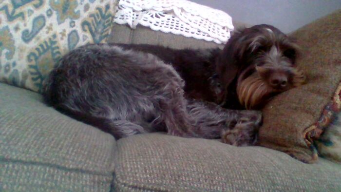 I'm Not Sure If This Is Uncommon, But She Curls Up And Rests Her Head Against The Pillow