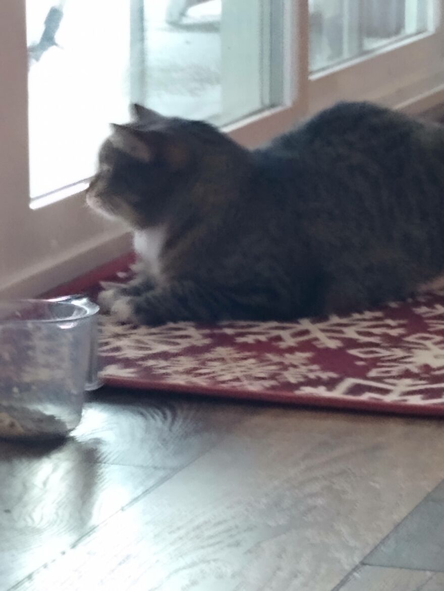 My Cat Watching Birds On A Snowy Day (Sorry It's Blurry, This Isn't The Best Shot Of Her)