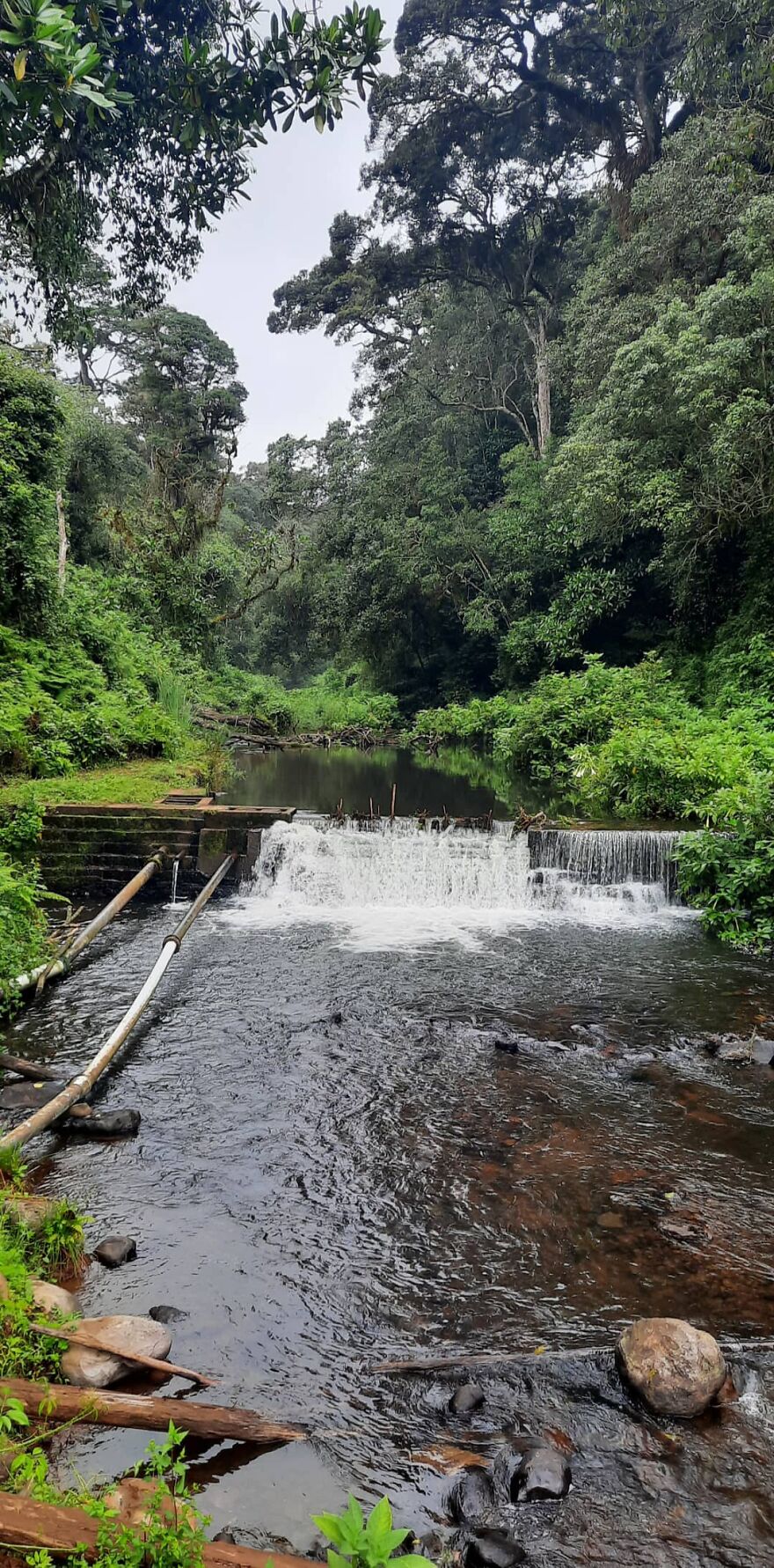 Castle Forest Lodge, Mt Kenya