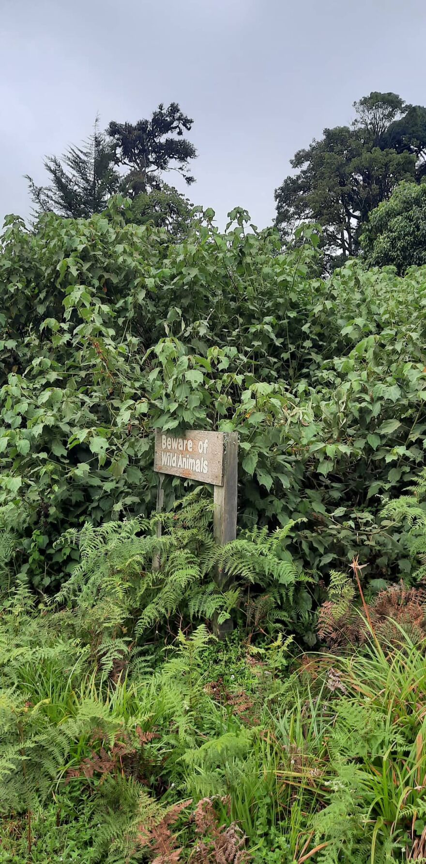Castle Forest Lodge, Mt Kenya